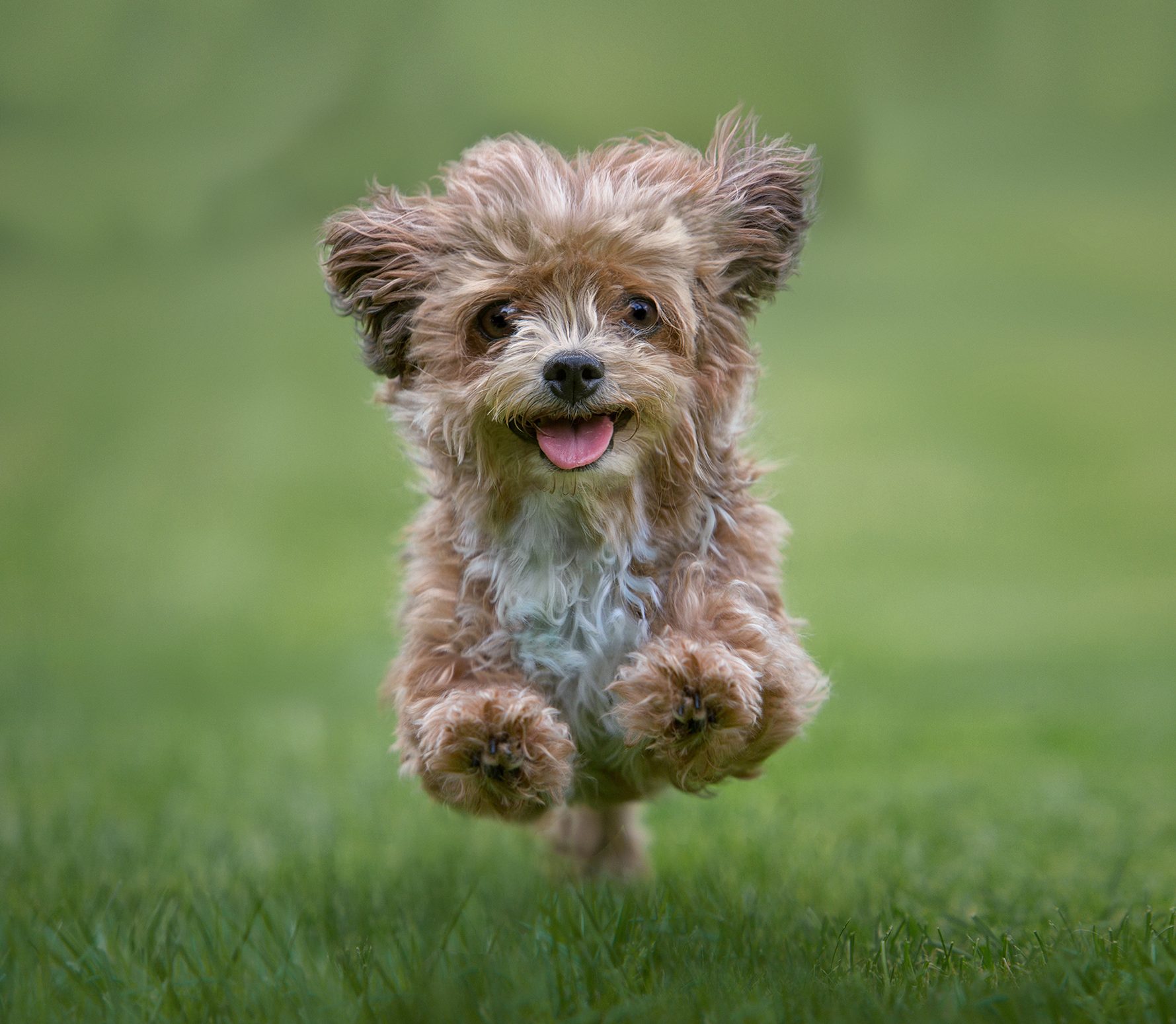 A cute running dog